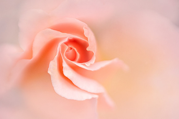 Rose Swirls