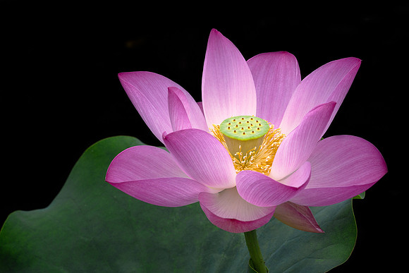 'Russian Red' Lotus