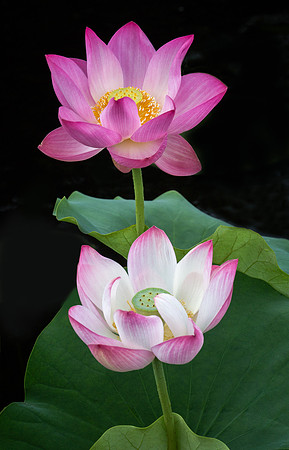 'Russian Red' Lotus Duo