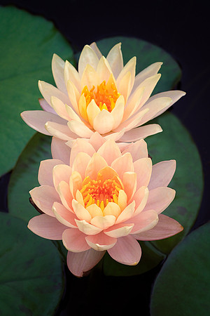 Waterlilies in the Heritage Garden