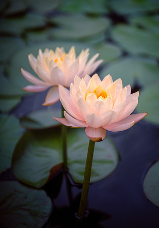 Waterlily Duo