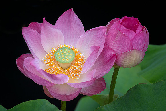 Lotus and Bud