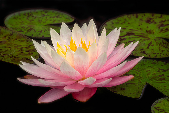 Waterlily in the Heritage Garden