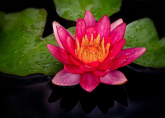 Longwood Waterlily