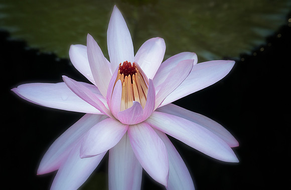 'Texas Shell Pink' Waterlily - Longwood Gardens