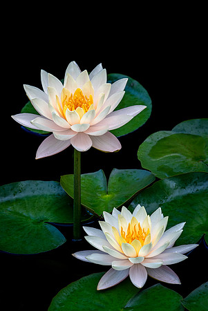 Waterlily Duo at Longwood Gardens