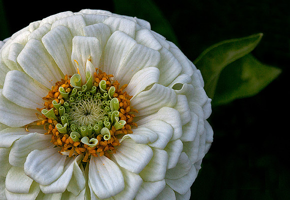 'Polar Bear' Zinnia