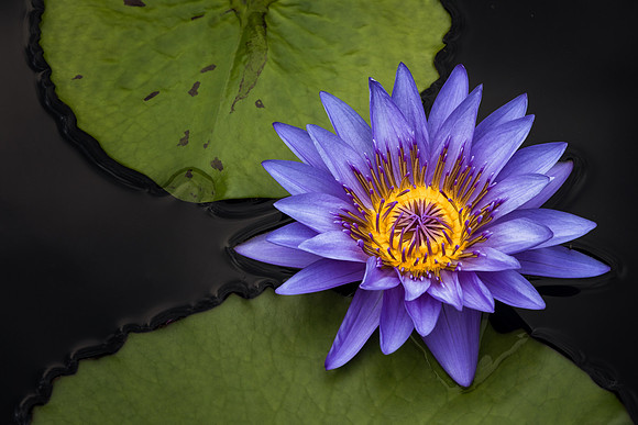 Purple Jewel