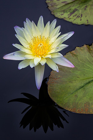 Waterlily With Reflection