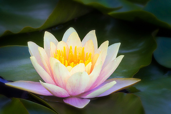 Waterlily