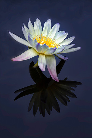 Waterlily Reflection