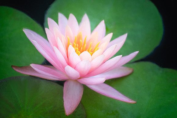 Monet Waterlily