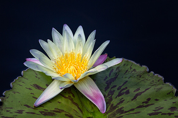 Waterlily