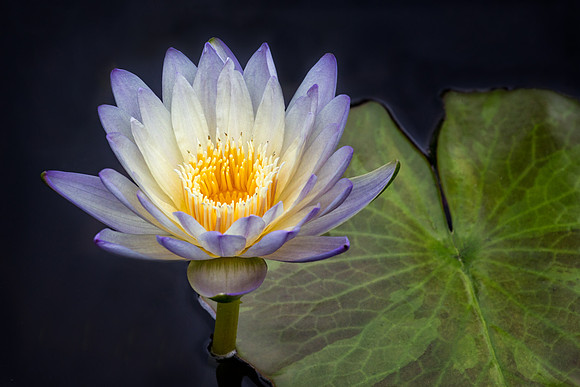 Waterlily