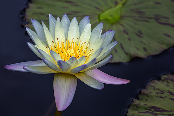 Waterlily