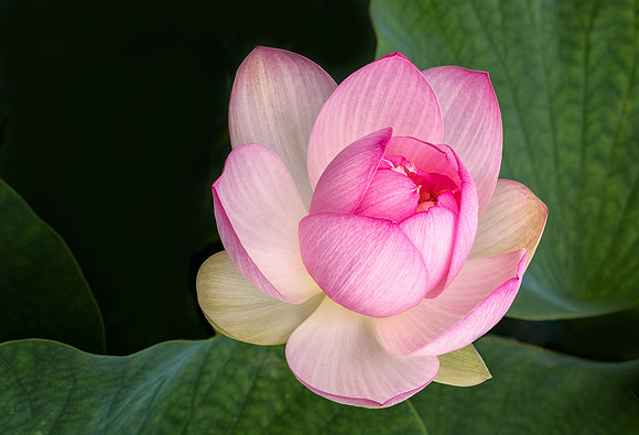 Lotus Opening
