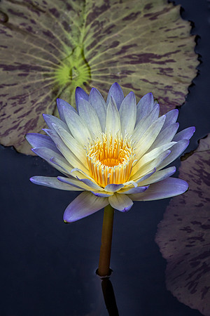 Waterlily