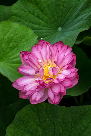 Lotus in the Heritage Garden
