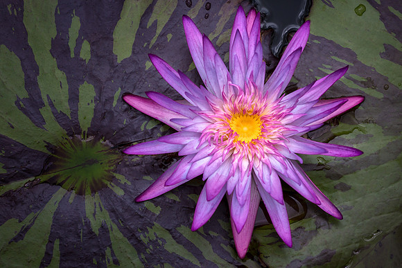 Waterlily