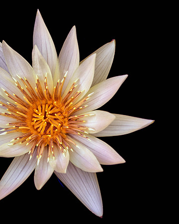 Waterlily