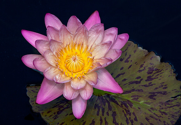 Waterlily