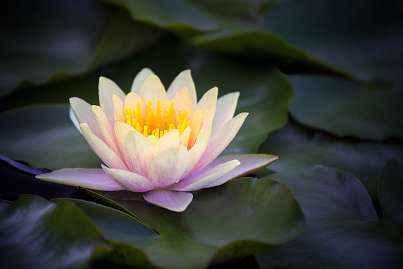 Waterlily at Longwood Gardens