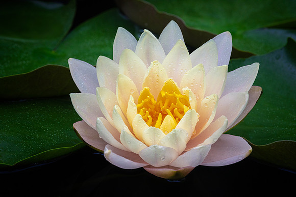 Waterlily in the Rain, Longwood Gardens