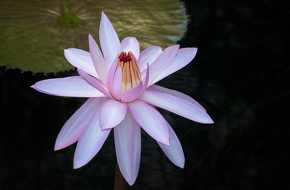 'Texas Shell Pink' Waterlily - Longwood Gardens
