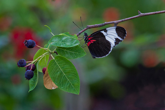Sapho Longwing
