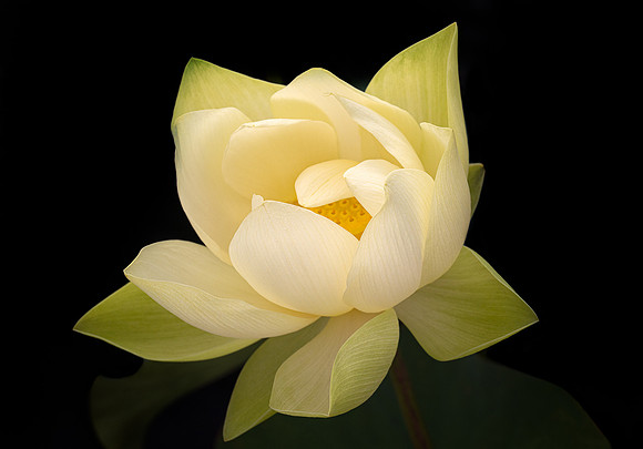 Awakening Lotus