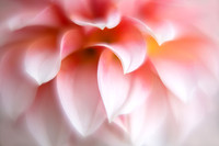 Dahlia 'Peaches 'N Cream'