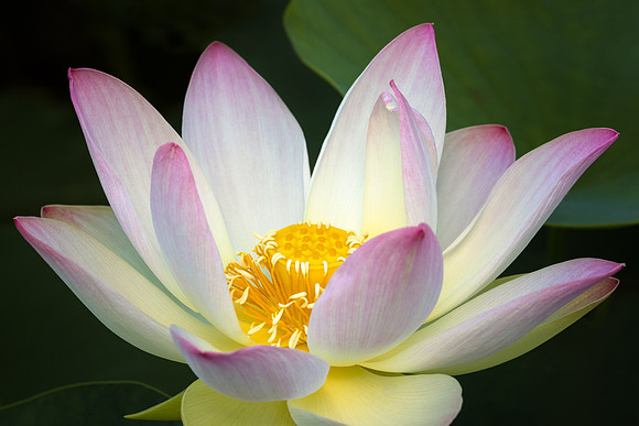 Lotus