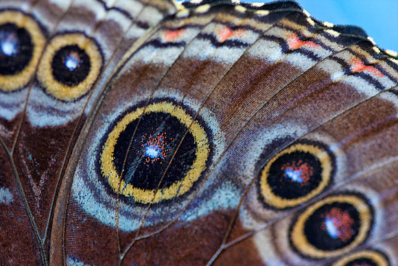 Blue Morpho
