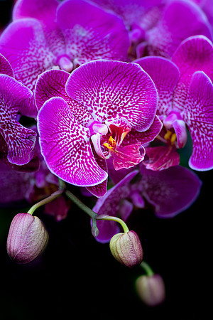 Phalaenopsis Orchids
