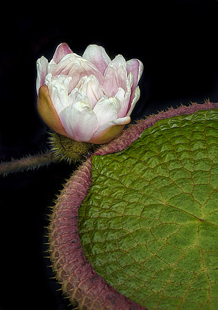 Victoria Waterlily
