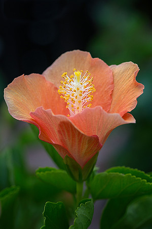 Hibiscus