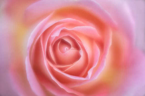 Soft Rose