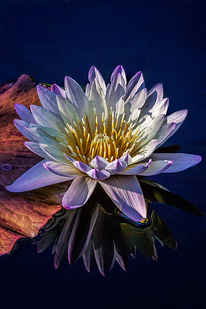 Water Lily in Morning Sun