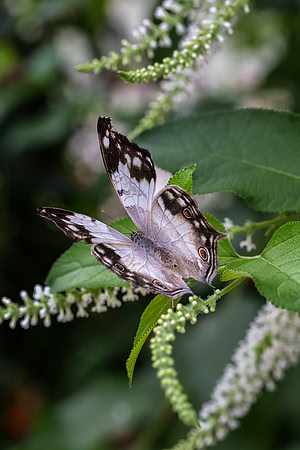 Clouded Mother of Pearl