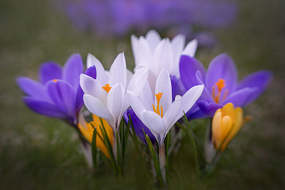 Spring Crocus