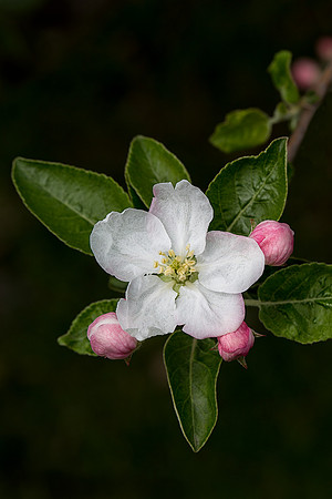 Red Delicious Apple Blossom
