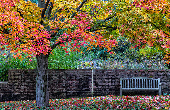 Garden Bench in Fall