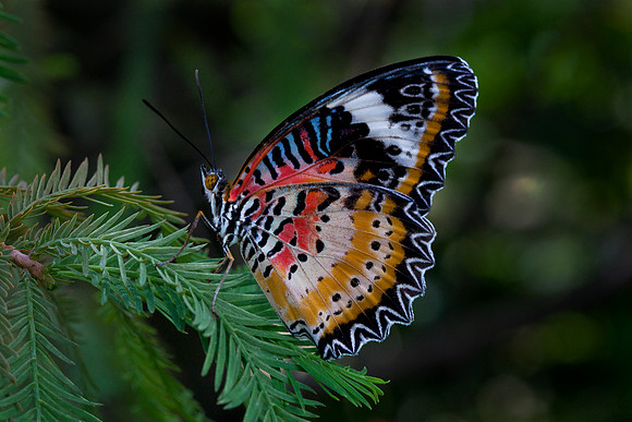 Lacewing
