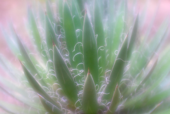 Thread-Leaf Agave
