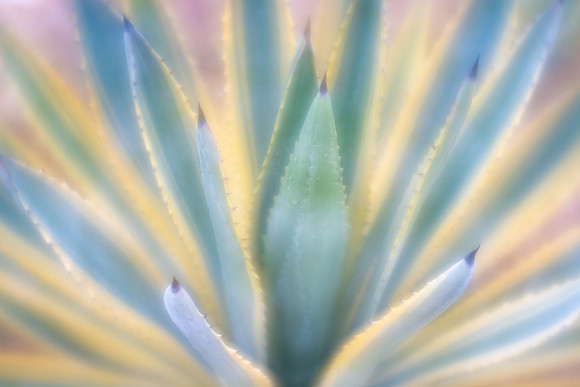 Agave