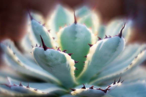 Lucky Crown Butterfly Agave 'Kichijokan'