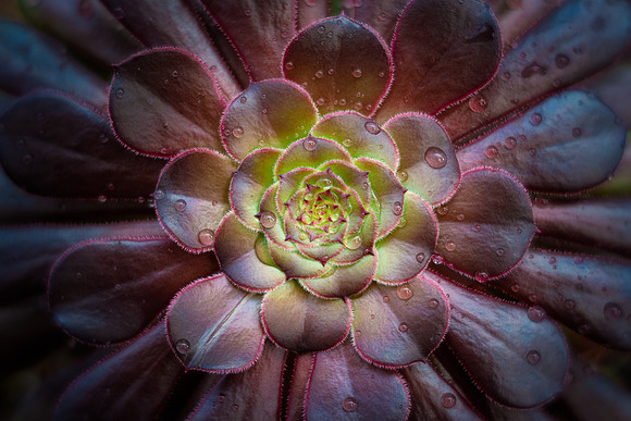 Aeonium 'Silk Pinwheel'