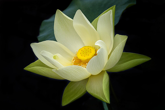 'Perry's Giant Sunburst' Lotus