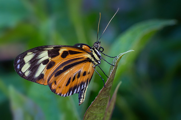 Tiger Longwing