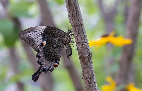 Banded Peacock